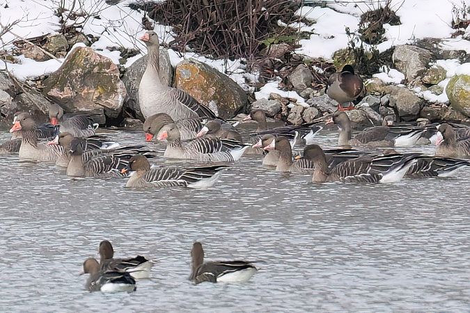 Oie de la toundra  - Gerhard Rieder