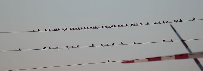 Bruant proyer  - Gerhard Rieder