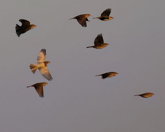 Bruant proyer  - Gerhard Rieder