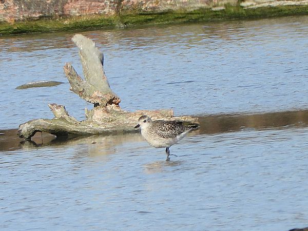 Pluvier argenté  - Margarita Grohmann