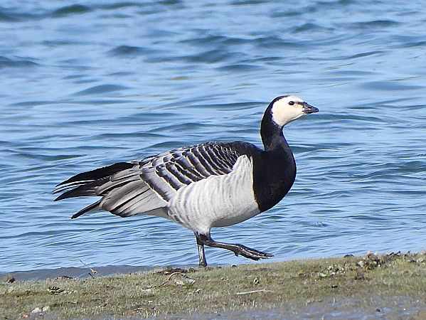 Bernache nonnette  - Margarita Grohmann