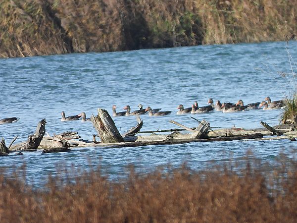 Weißwangengans  - Margarita Grohmann