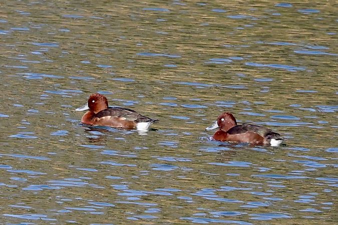 Fuligule nyroca  - Sven Rutz
