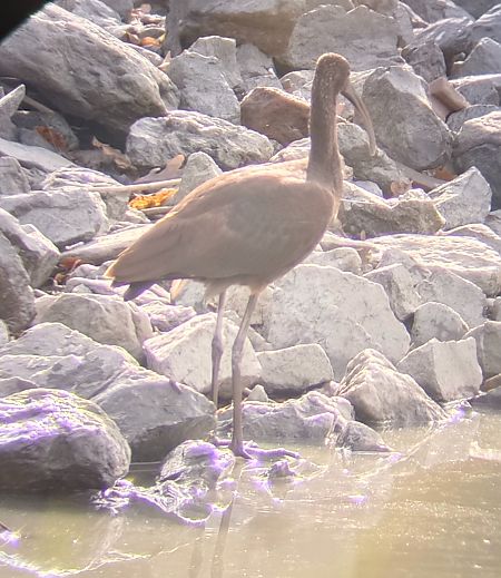 Ibis falcinelle  - Heino Konrad