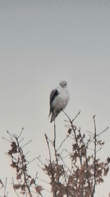 Élanion blanc  - Rudolf Grassmugg