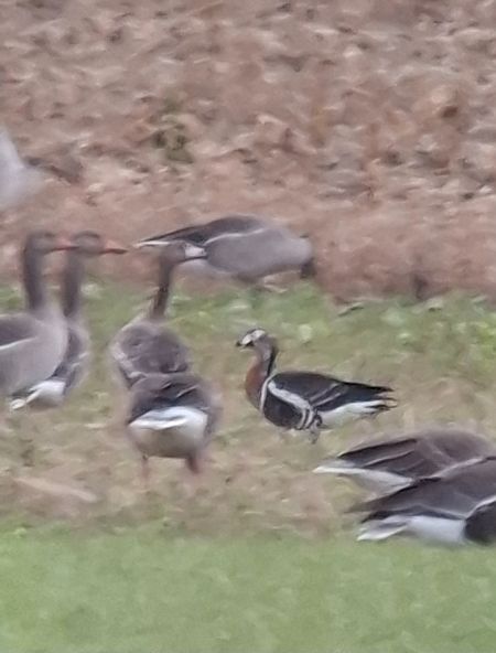Bernache à cou roux  - Rudolf Grassmugg