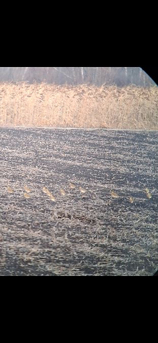 Pluvier doré  - Rudolf Grassmugg