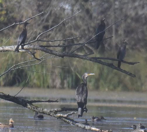 Oiseau indéterminé  - Roland Sagmeister