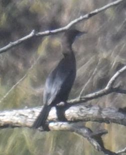 Oiseau indéterminé  - Roland Sagmeister