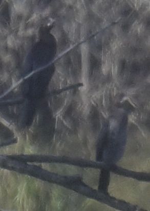 Oiseau indéterminé  - Roland Sagmeister