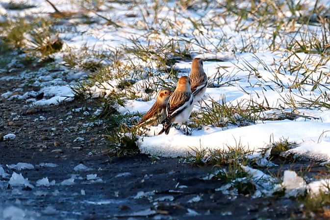 Bruant des neiges  - Martin Rössler