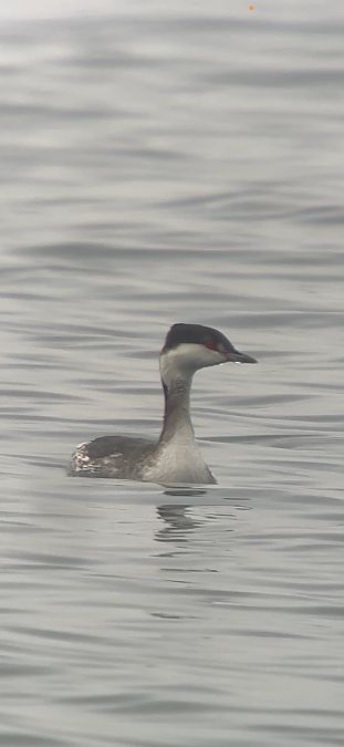 Grèbe esclavon  - Noah Pondorfer