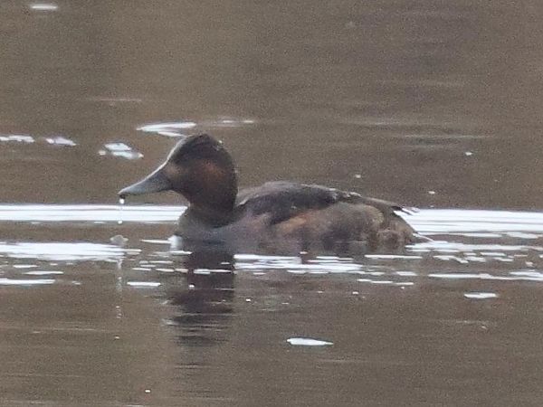 Fuligule nyroca  - Lydia Brühwasser