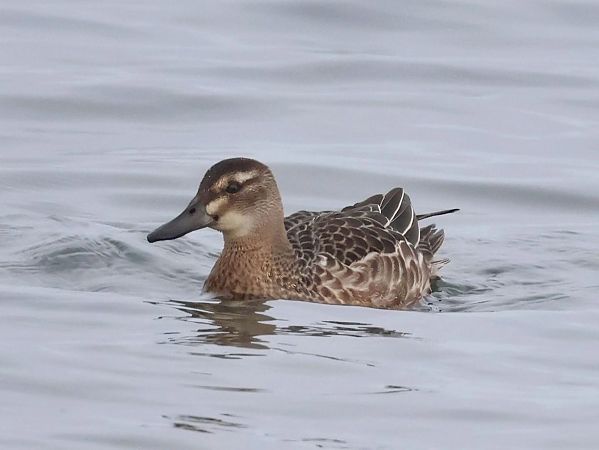 Sarcelle d'été  - Lydia Brühwasser