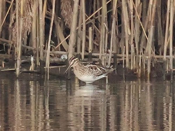 Bécassine des marais  - Lydia Brühwasser