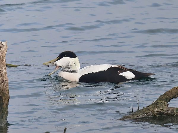 Eider à duvet  - Lydia Brühwasser