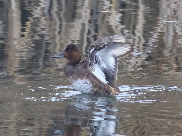 Fuligule nyroca  - Lydia Brühwasser