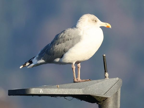 Goéland argenté  - Lydia Brühwasser