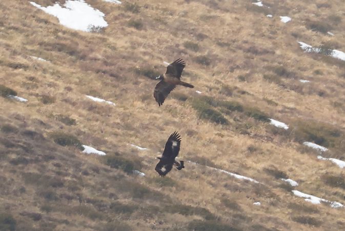 Gypaète barbu  - Wilfried Thöni