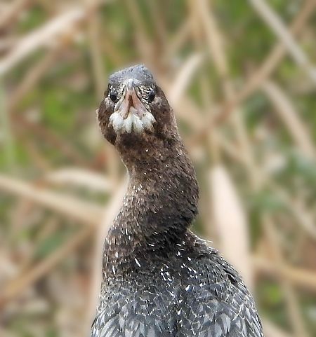 Cormoran pygmée  - Franz Eibl