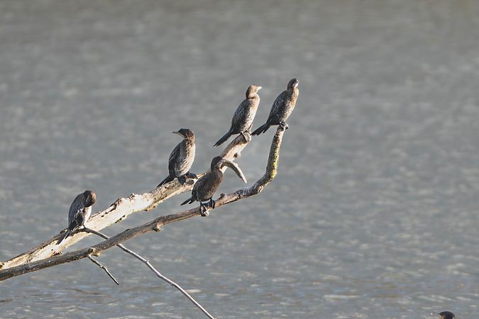 Cormoran pygmée  - Richard Blach