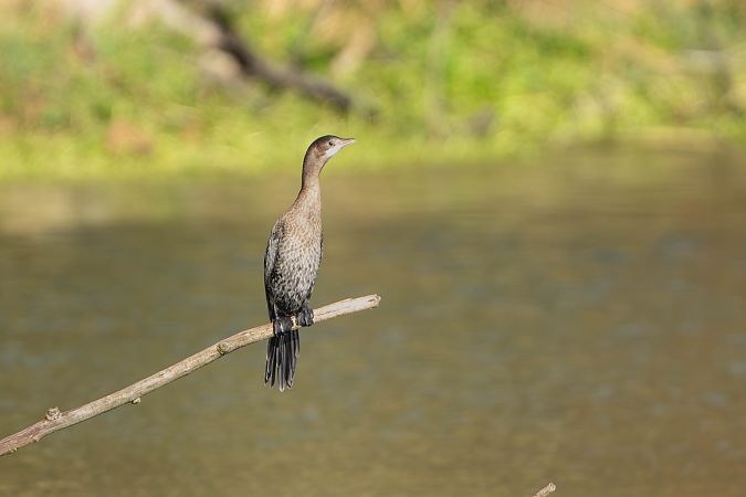 Cormoran pygmée  - Richard Blach