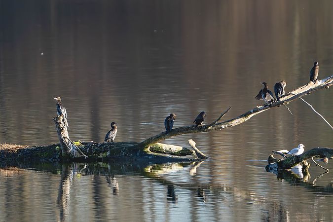 Cormoran pygmée  - Richard Blach