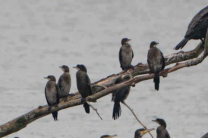 Cormoran pygmée  - Richard Blach