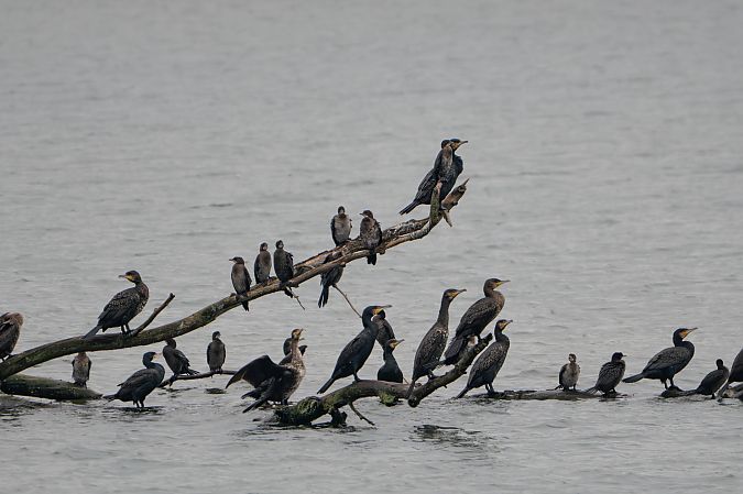 Cormoran pygmée  - Richard Blach