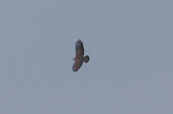 Oiseau indéterminé  - Eva Münzberger