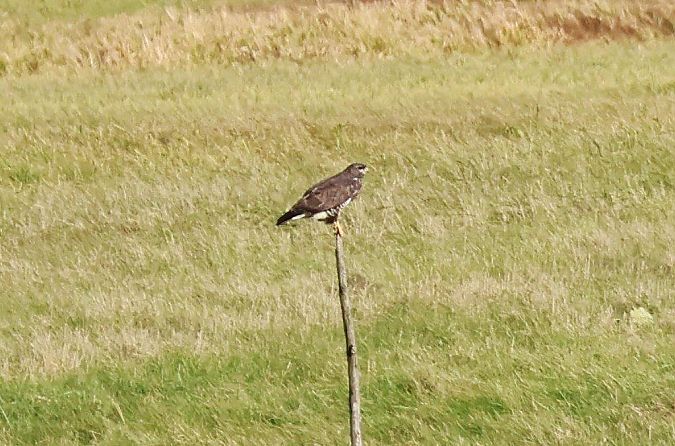 Oiseau indéterminé  - Eva Münzberger
