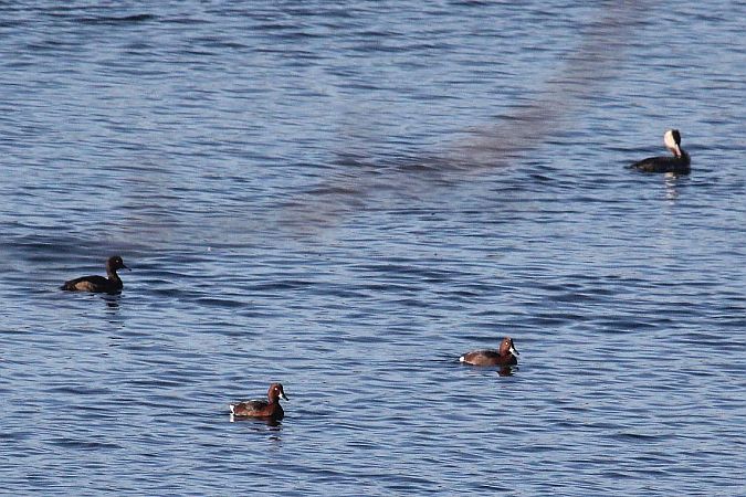 Fuligule nyroca  - Willibald Stani