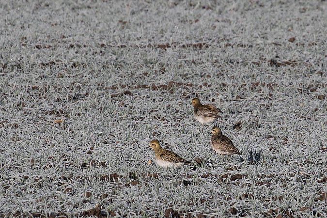 Pluvier doré  - Willibald Stani