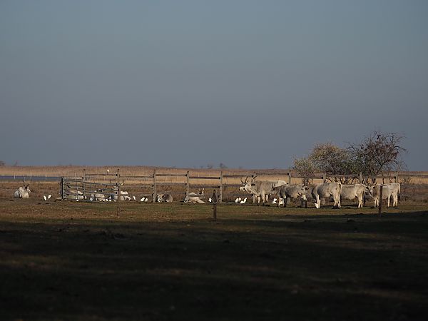 Héron garde-boeufs  - Walter Finkbeiner