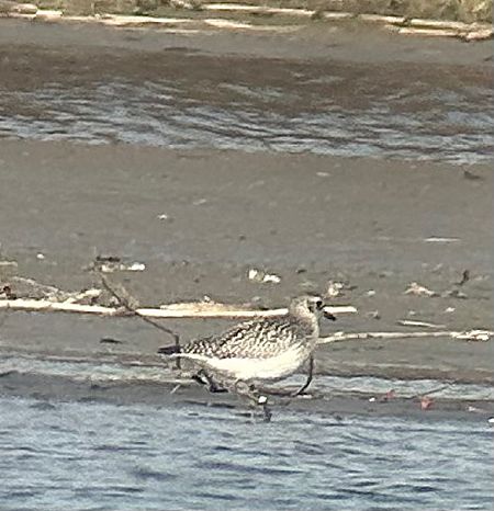 Pluvier argenté  - Thomas & Christa Pumberger