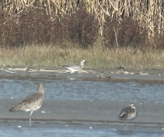 Pluvier argenté  - Thomas & Christa Pumberger