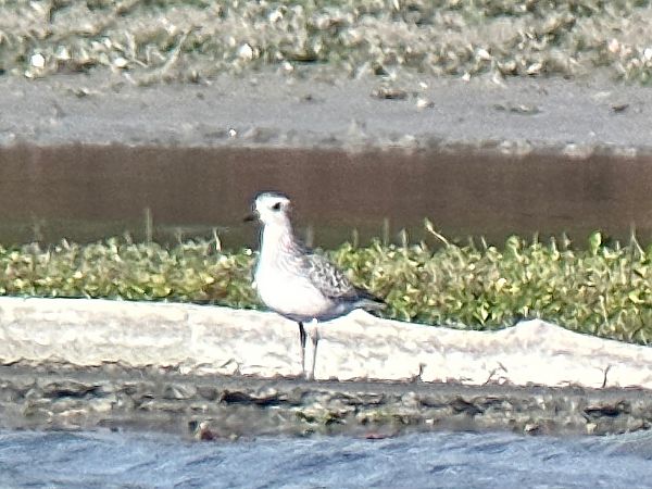 Pluvier argenté  - Thomas & Christa Pumberger