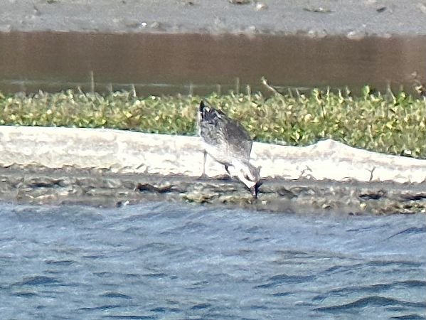 Pluvier argenté  - Thomas & Christa Pumberger