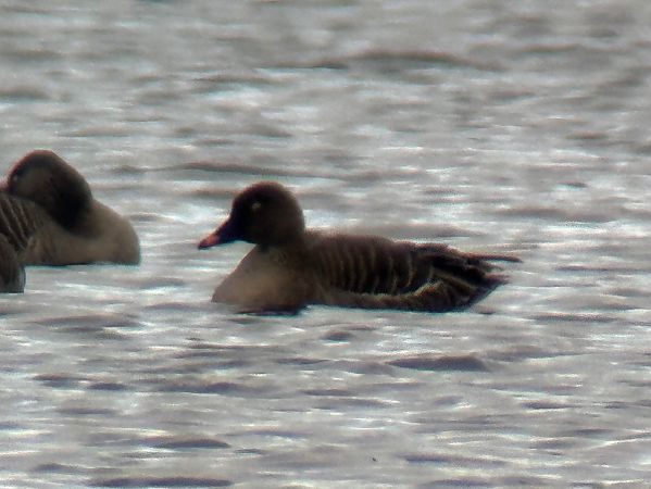 Oie de la toundra  - Thomas & Christa Pumberger