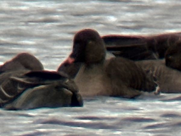 Oie de la toundra  - Thomas & Christa Pumberger