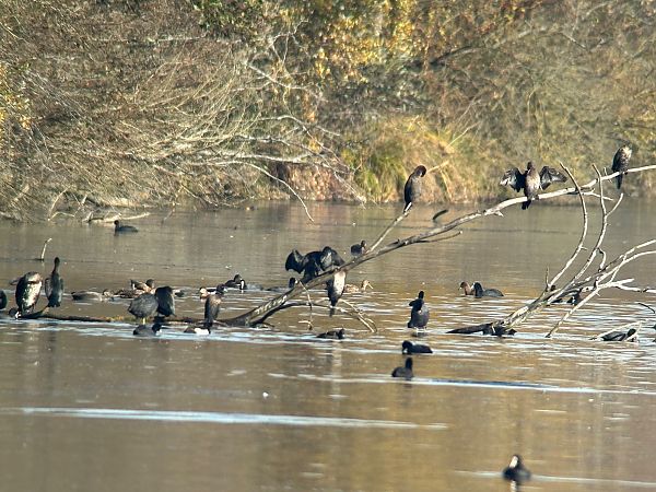 Cormoran pygmée  - Thomas & Christa Pumberger