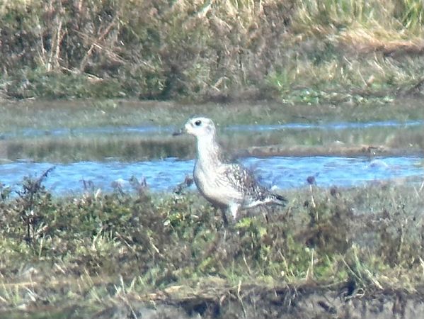 Pluvier argenté  - Thomas & Christa Pumberger