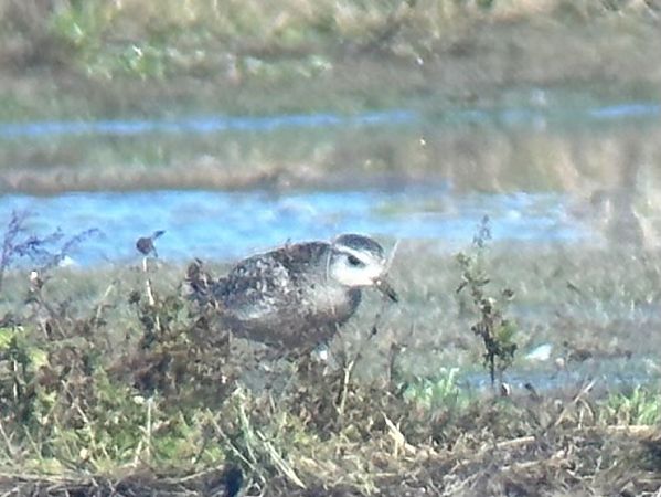 Pluvier argenté  - Thomas & Christa Pumberger