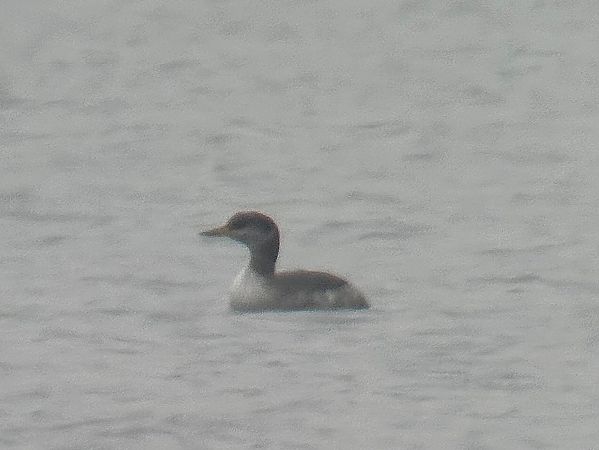 Grèbe jougris  - Thomas & Christa Pumberger