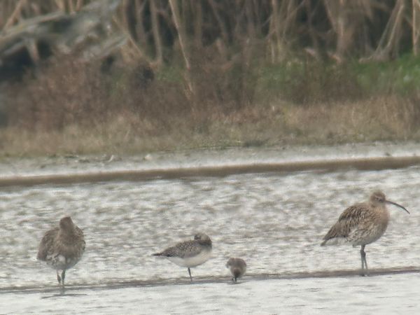 Pluvier argenté  - Thomas & Christa Pumberger