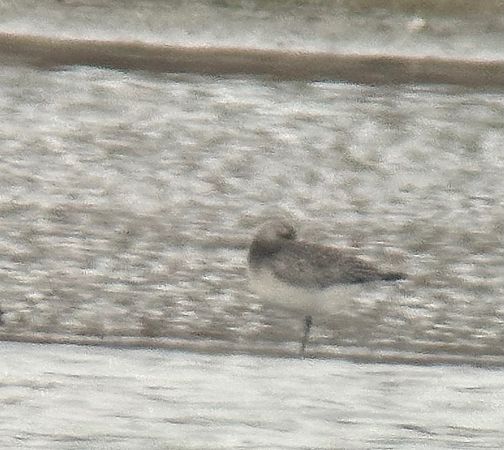 Pluvier argenté  - Thomas & Christa Pumberger