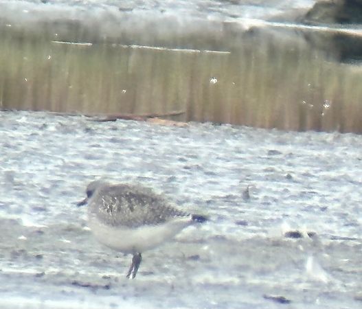 Pluvier argenté  - Thomas & Christa Pumberger