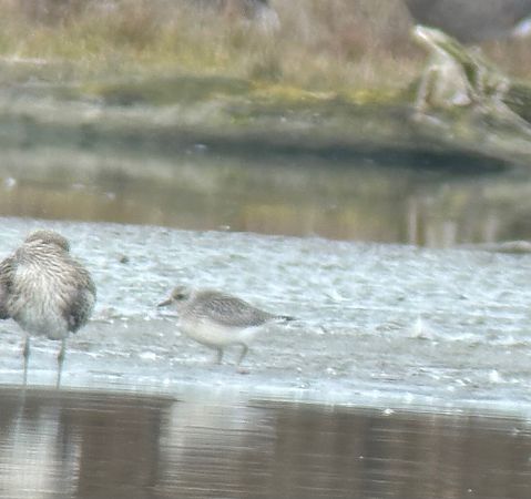 Pluvier argenté  - Thomas & Christa Pumberger