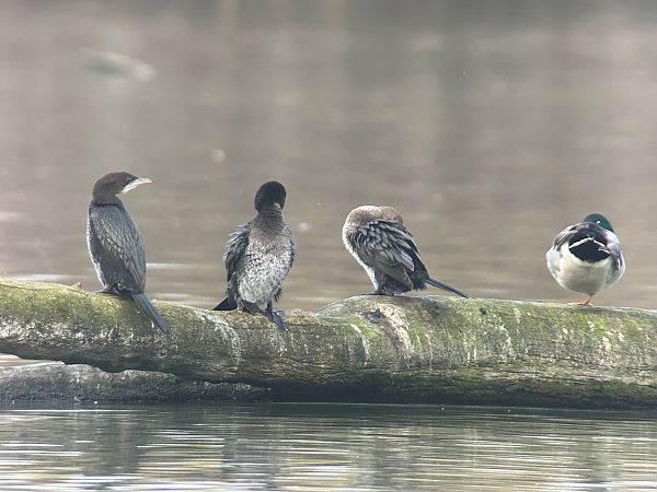 Cormoran pygmée  - Thomas & Christa Pumberger