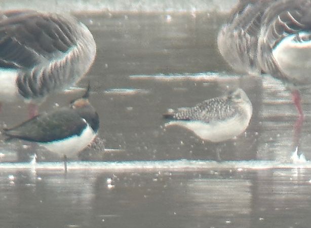 Pluvier argenté  - Thomas & Christa Pumberger